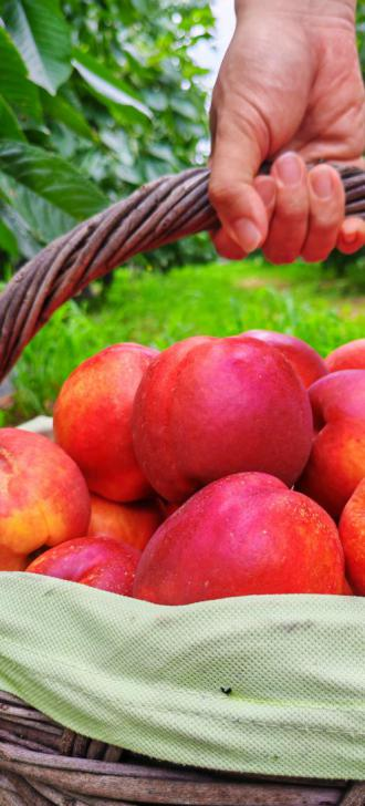 碩果飄香·豐涵海淀——海淀鮮桃采摘季:盛夏甘甜,果香滿園