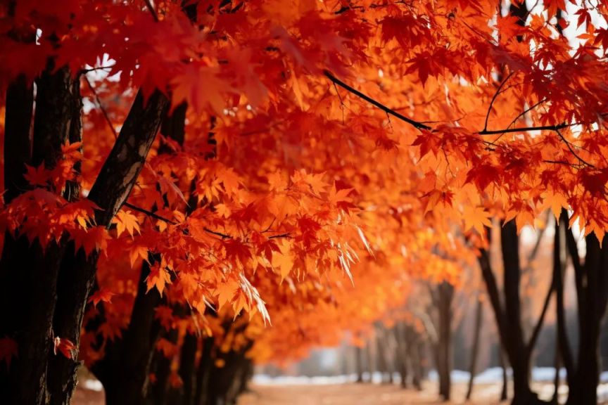 北京西山國家森林公園舉辦第十二屆紅葉文化節